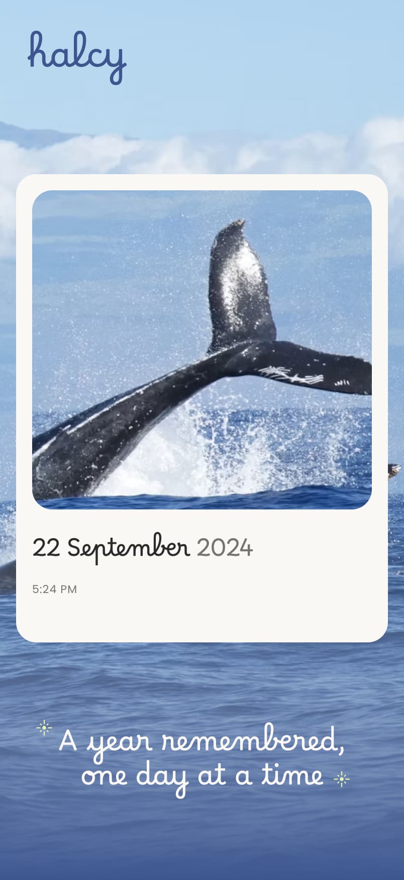 Halcy memory card showing a whale tail photo from 22 September 2024
